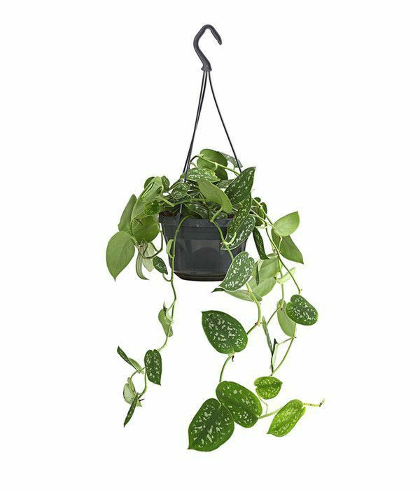 Indoor Plants