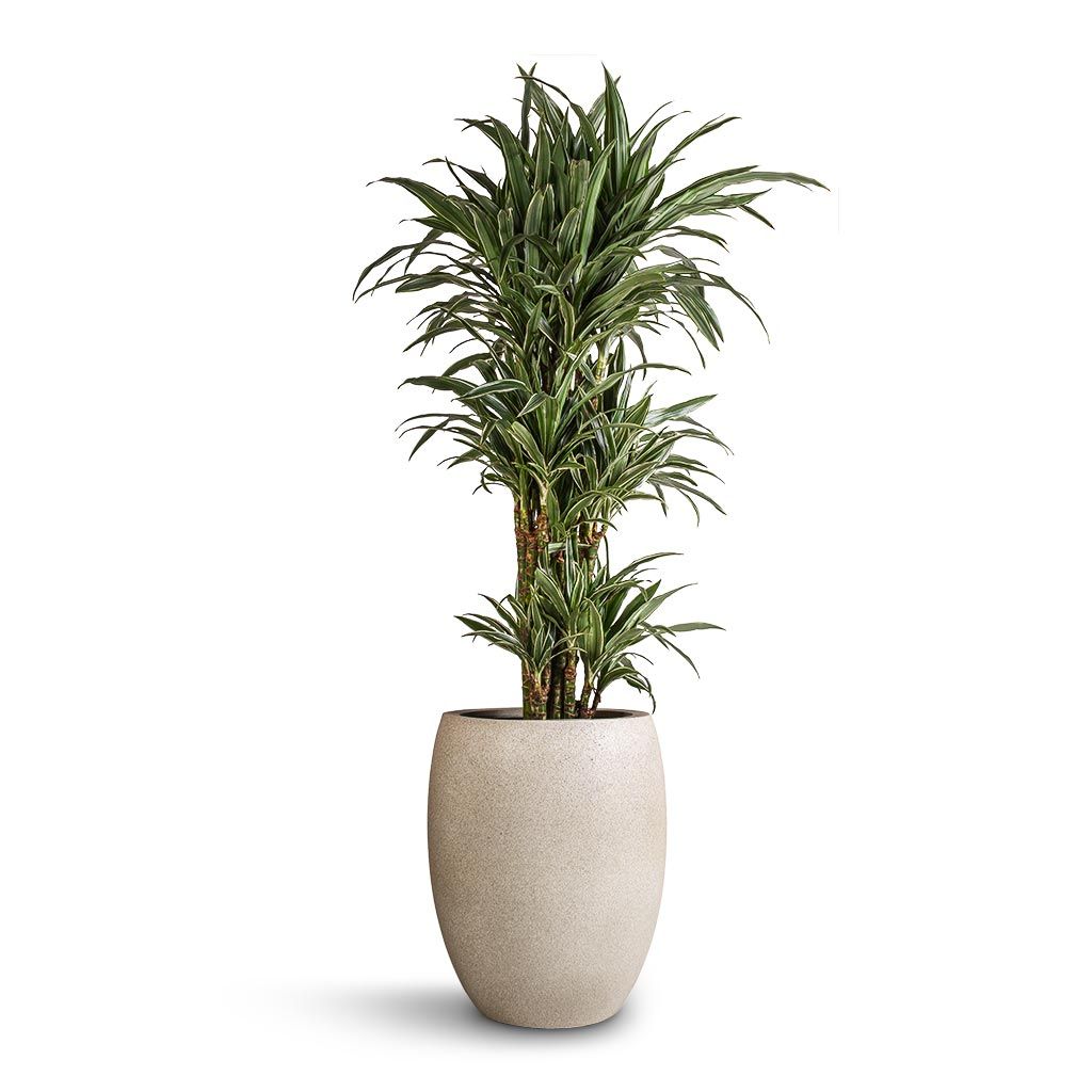 Planters