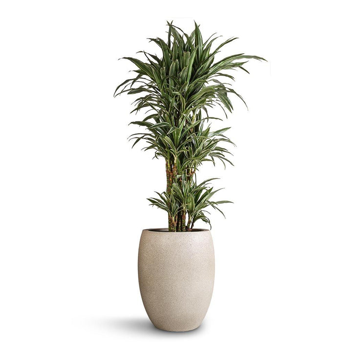 Planters