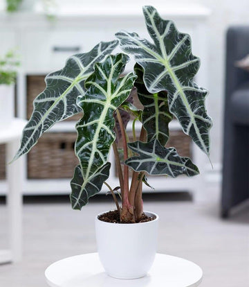 Alocasia Polly (African Mask Plant)