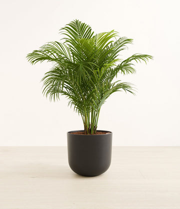 areca palm