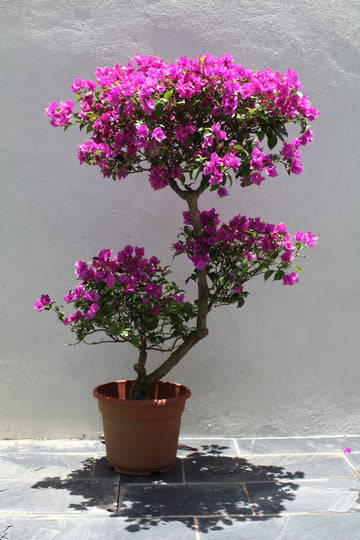 Bougainvillea