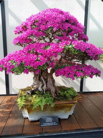 Bougainvillea Bonsai