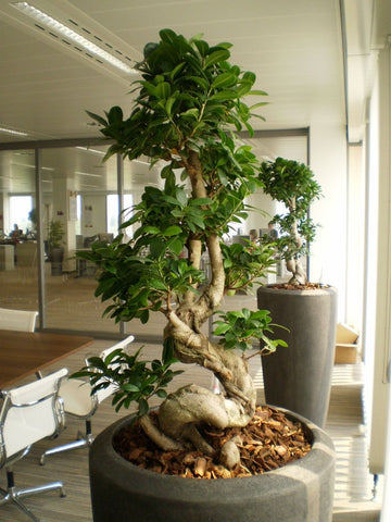 Ficus Microcarpa Ginseng Bonsai