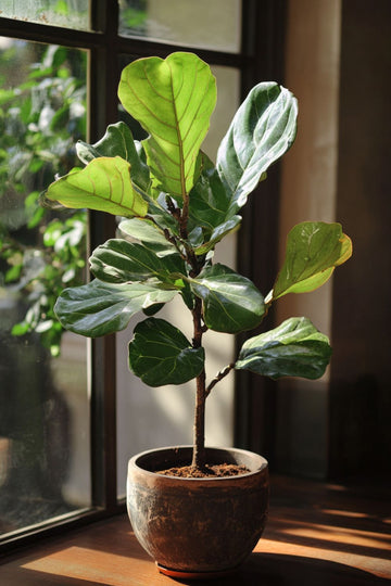 Fiddle Leaf Fig (Ficus lyrata)
