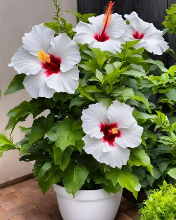 hibiscus