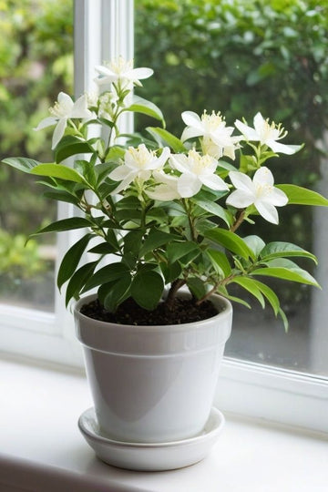 jasmine