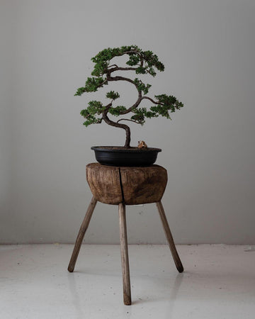 Juniper Bonsai (Juniperus procumbens ‘Nana’)