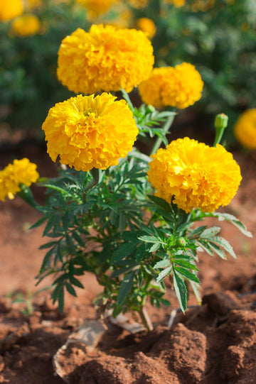 marigold