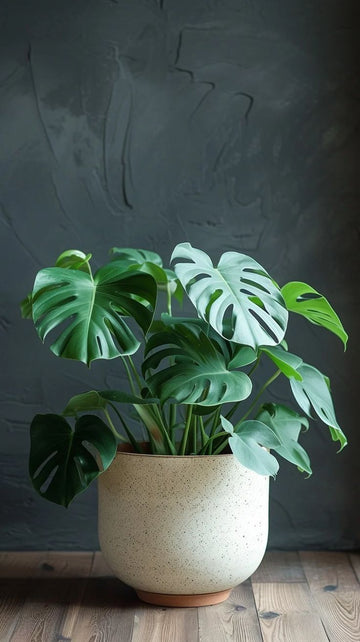 Monstera Deliciosa (Swiss Cheese Plant)