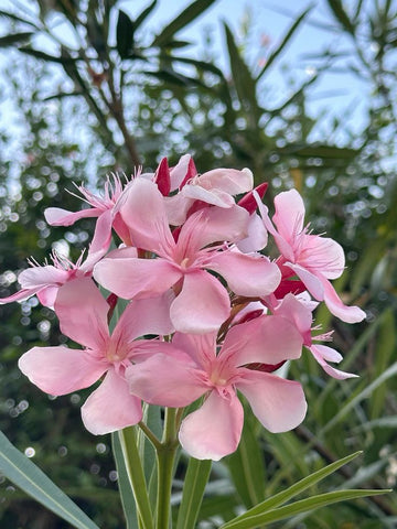 oleander