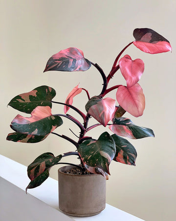 Philodendron Pink Princess IM