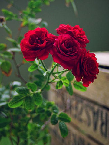 rose