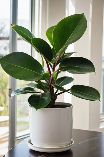 RUBBER PLANT